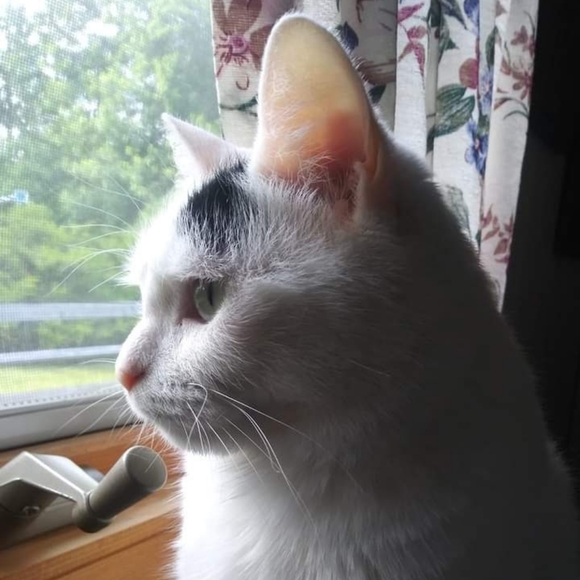 Meet your Posher, Maddie - Picture 4 of 7